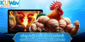 Cách Nhận Biết Gà Đá Khỏe Và Chuẩn Xác Cho Hội Viên KUWIN