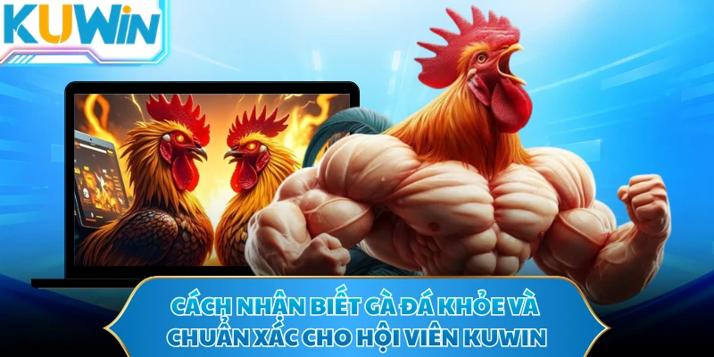 Cách Nhận Biết Gà Đá Khỏe Và Chuẩn Xác Cho Hội Viên KUWIN