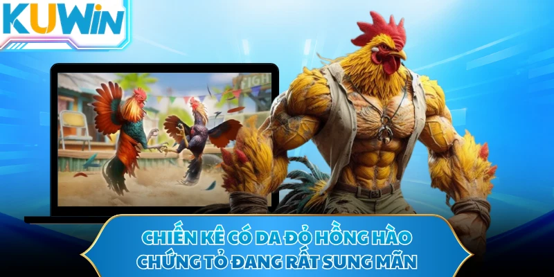 Chiến kê có da đỏ hồng hào chứng tỏ đang rất sung mãn