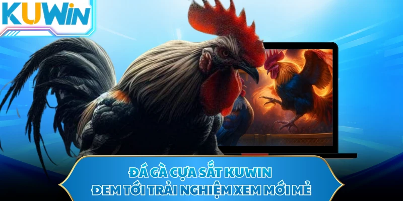 Đá gà cựa sắt KUWIN đem tới trải nghiệm xem mới mẻ