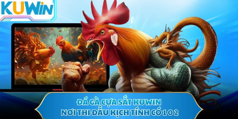 Đá Gà Cựa Sắt KUWIN - Nơi Thi Đấu Kịch Tính Có 1 0 2