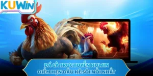 Đá Gà Trực Tuyến KUWIN - Điểm Hẹn Đấu Kê Sôi Nổi Nhất