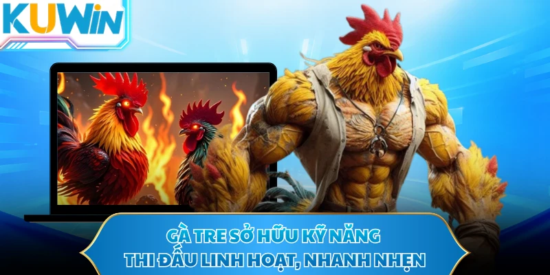 Gà tre sở hữu kỹ năng thi đấu linh hoạt, nhanh nhẹn