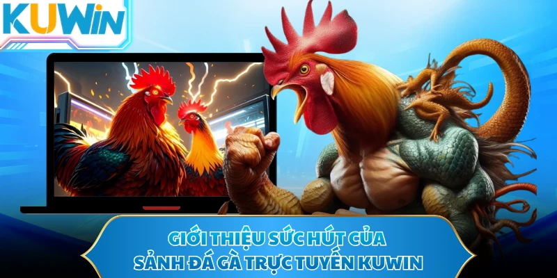 Giới thiệu sức hút của sảnh đá gà trực tuyến KUWIN