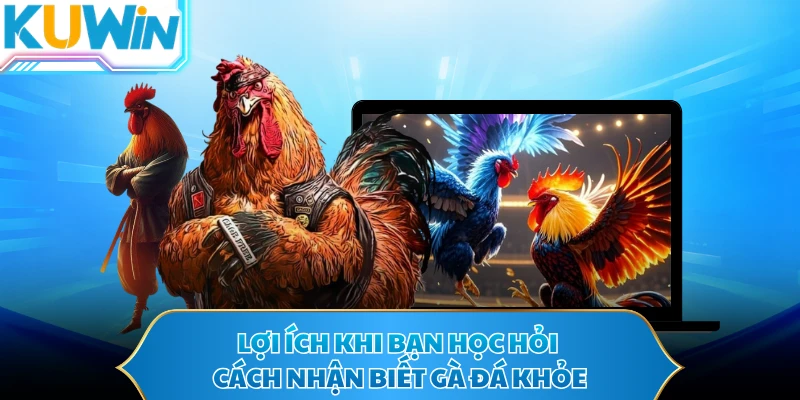 Lợi ích khi bạn học hỏi cách nhận biết gà đá khỏe